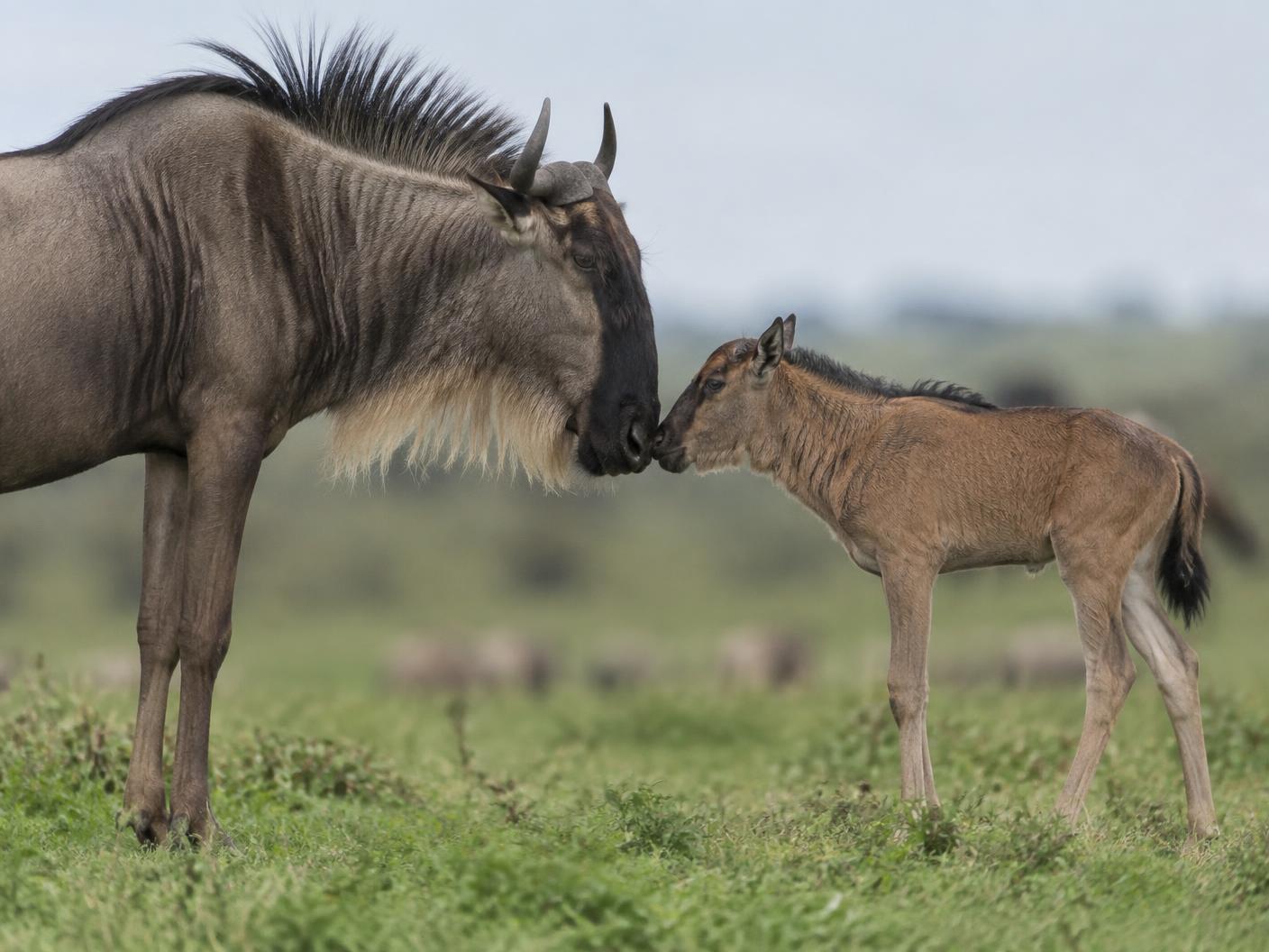Wildebeest mother greeting her calf