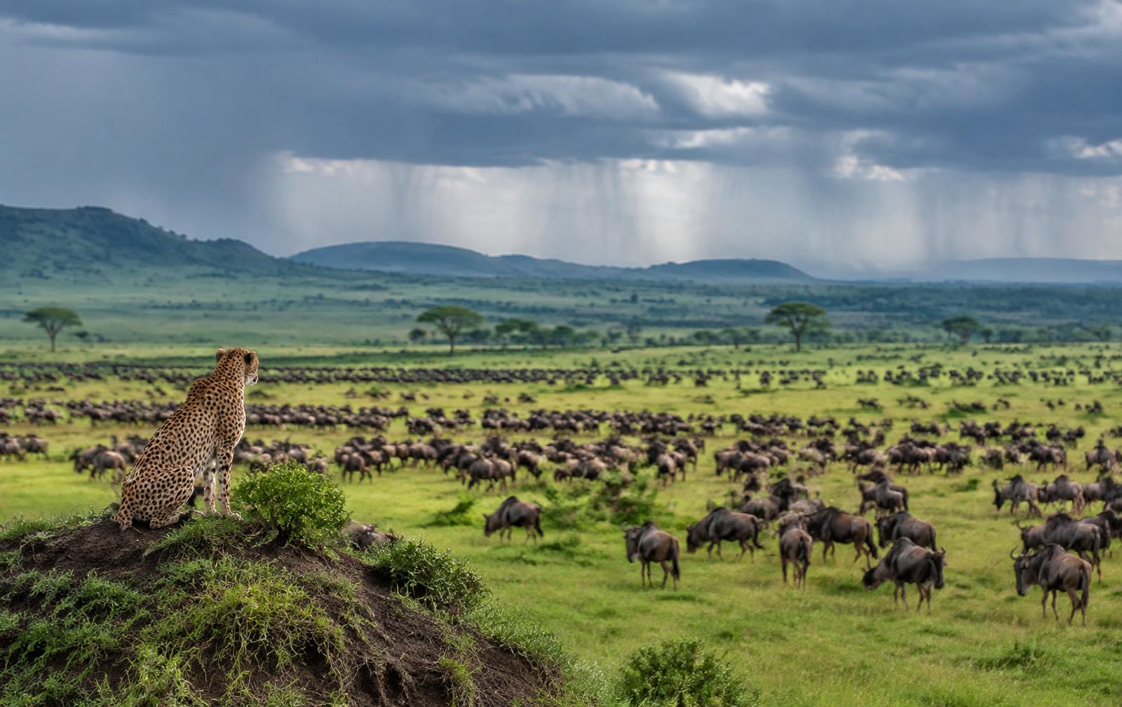 Great Migration Herds